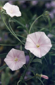 Convolvulus cantabrica
